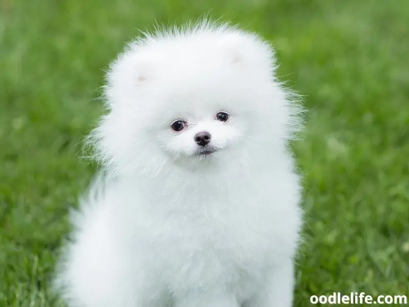 pure white Pomeranian puppy