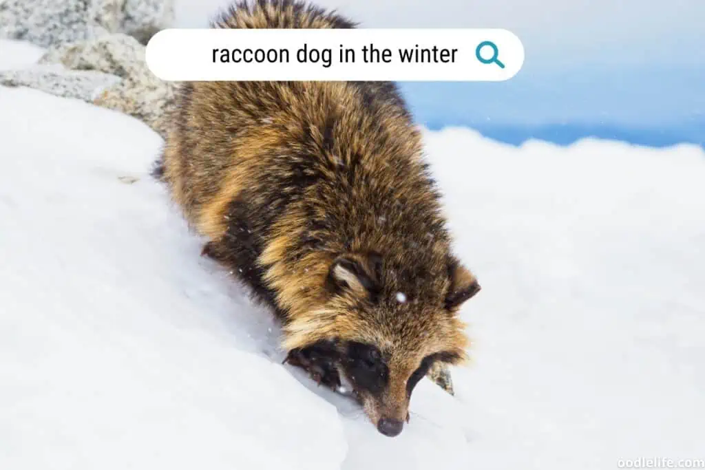 raccoon dog in winter