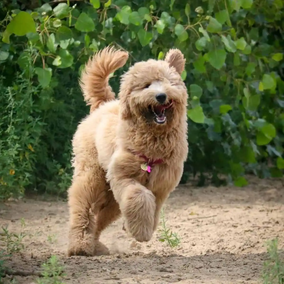 runaway Goldendoodle enjoying the weather