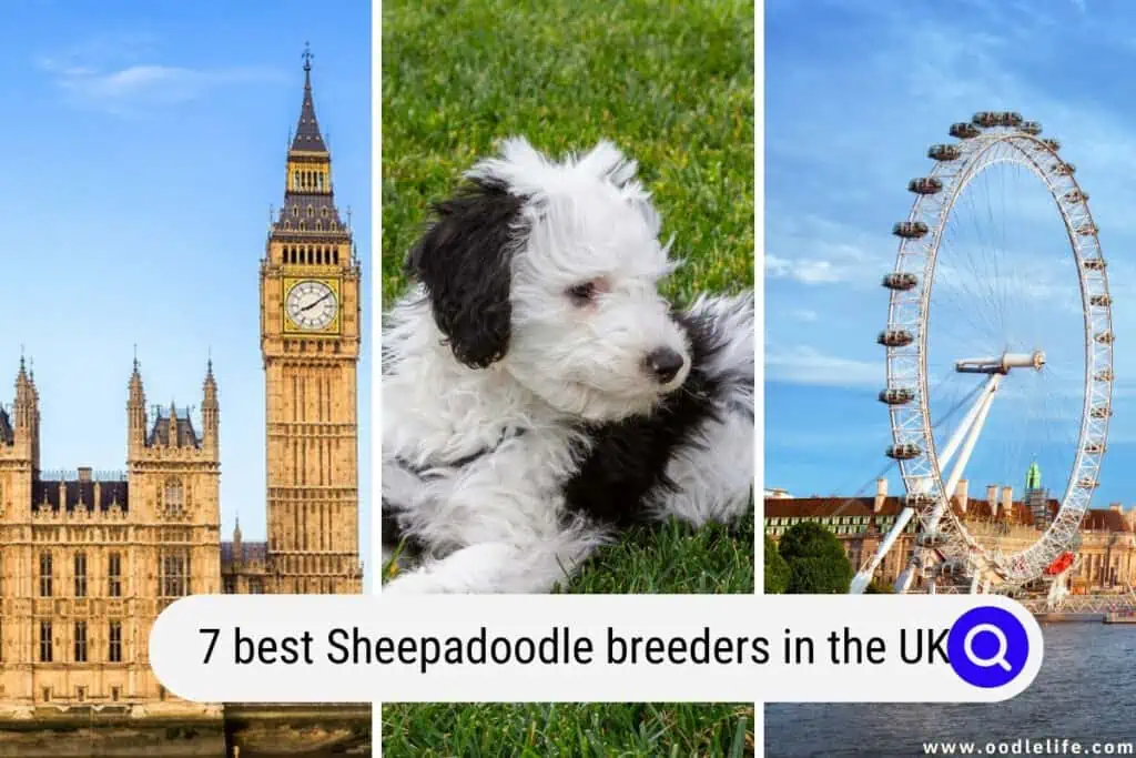 Sheepadoodle breeders in the UK