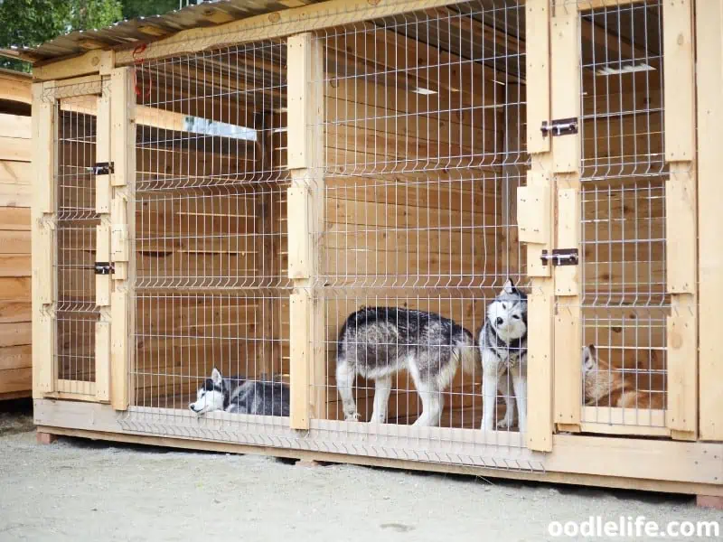 Siberian Huskies in kennels