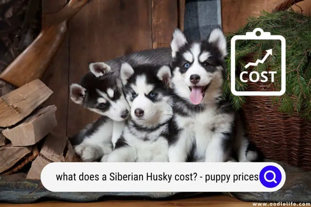 Siberian Husky cost
