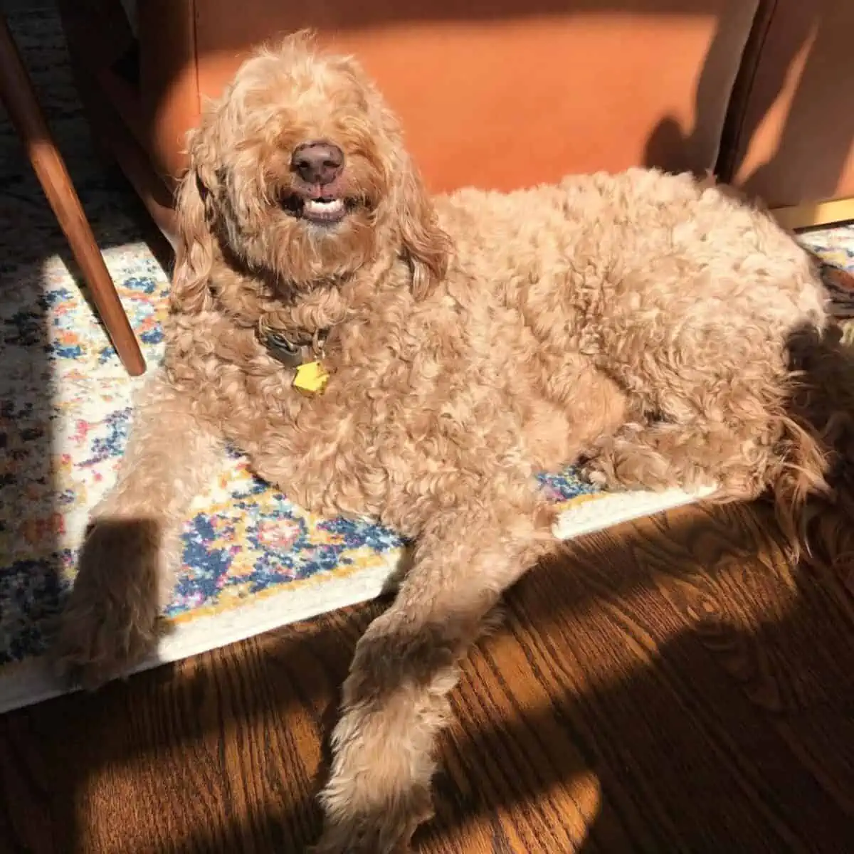 smiling Goldendoodle showing teeth