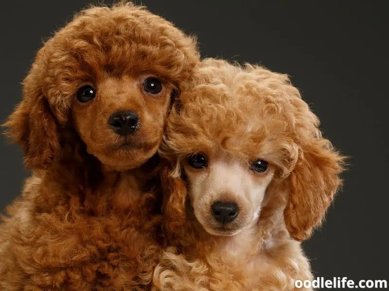 two Poodles stay together