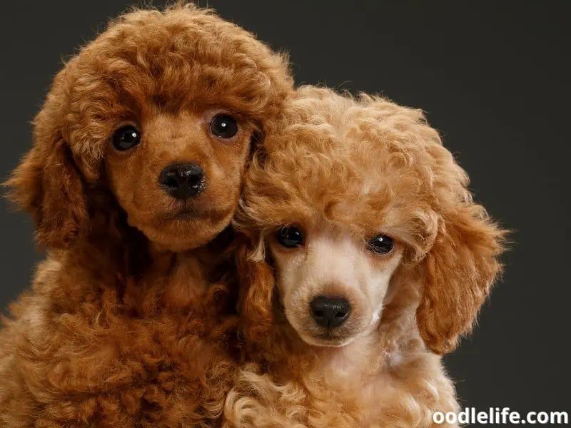 8 Best Poodle Breeders In The UK 2024 Oodle Life