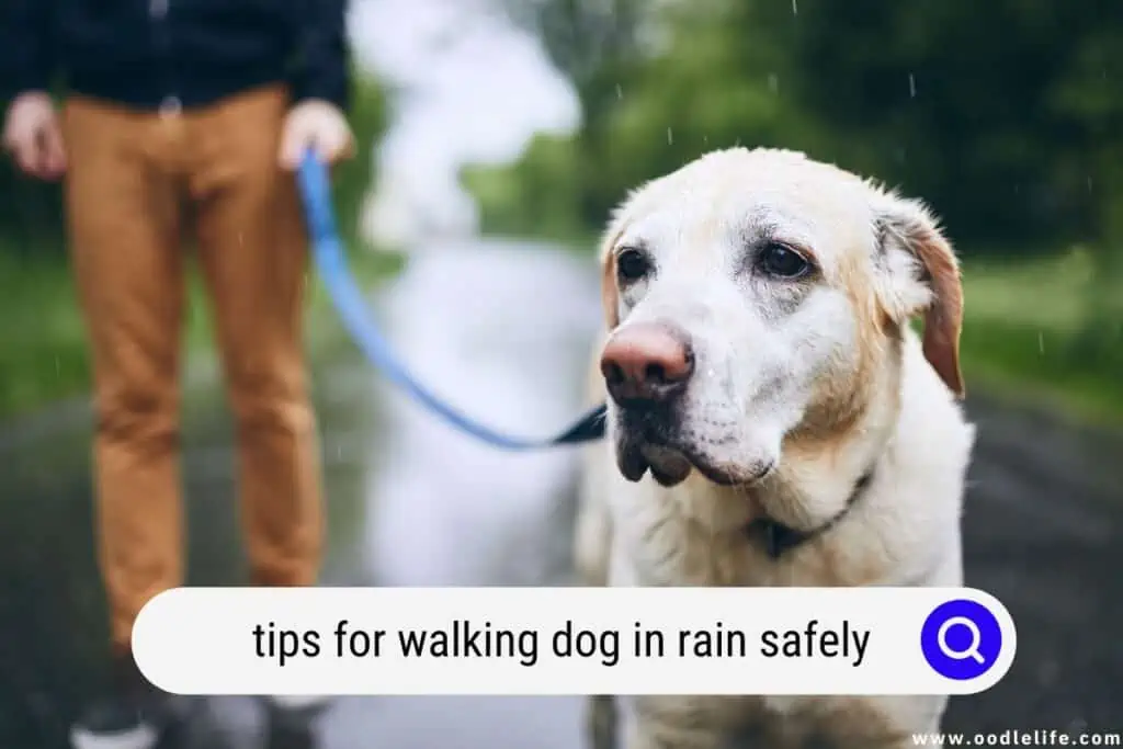 walking dog in rain