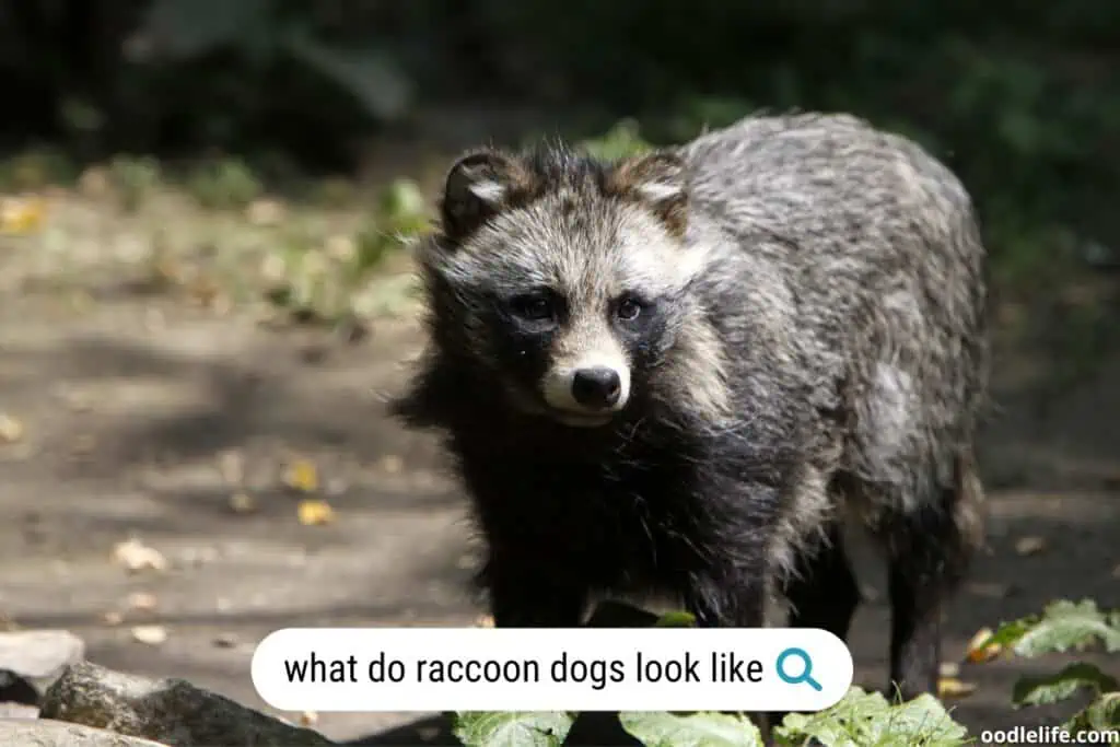 what do raccoon dogs look like
