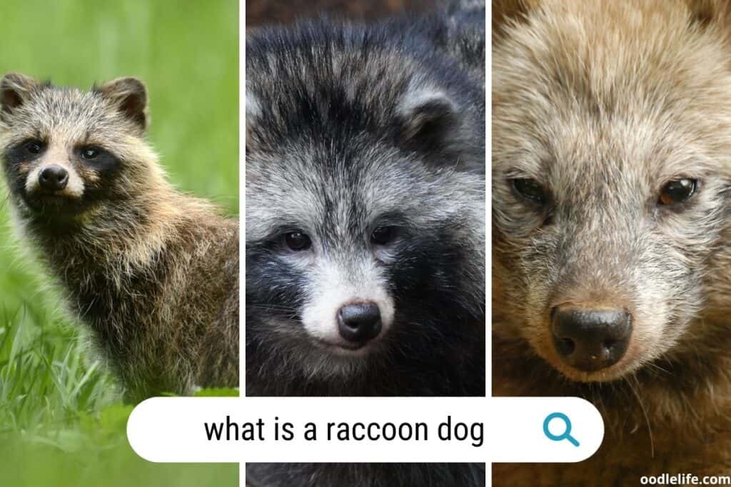 what is a raccoon dog