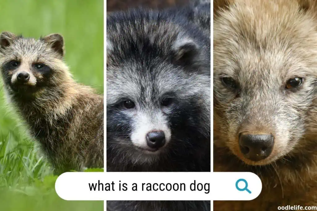 what is a raccoon dog