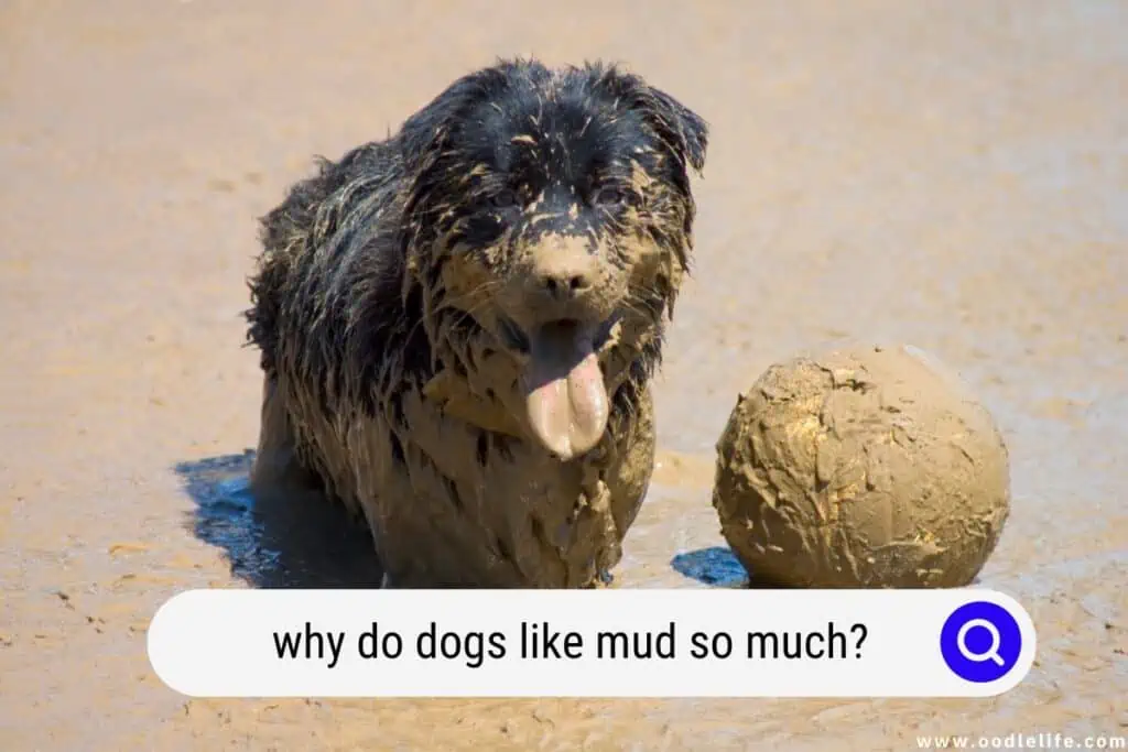 why do dogs like mud