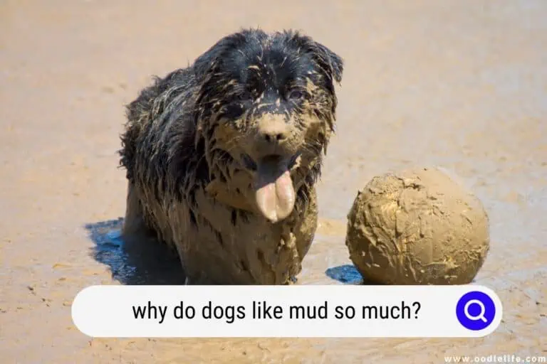 Why Do Dogs Like MUD So Much?