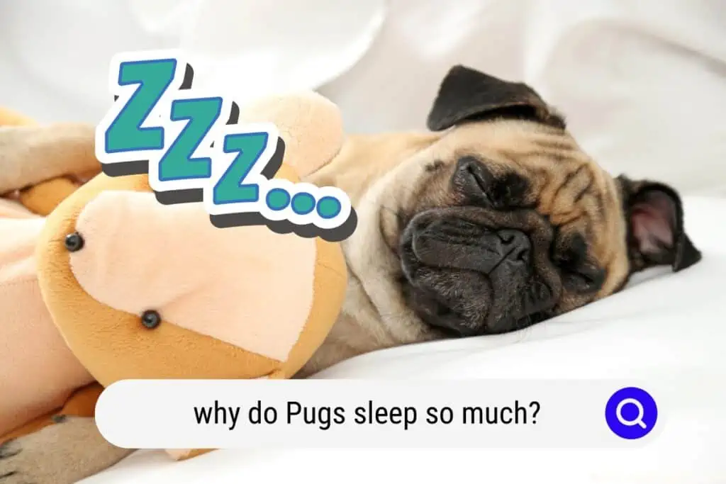 why do Pugs sleep so much