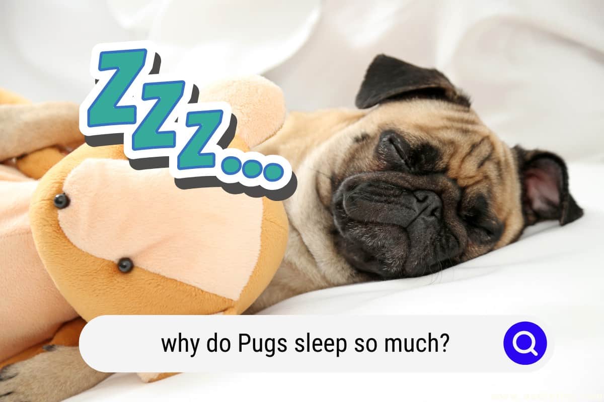 do pug puppies sleep a lot