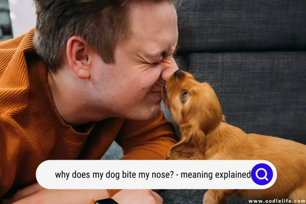 why does my dog bite my nose