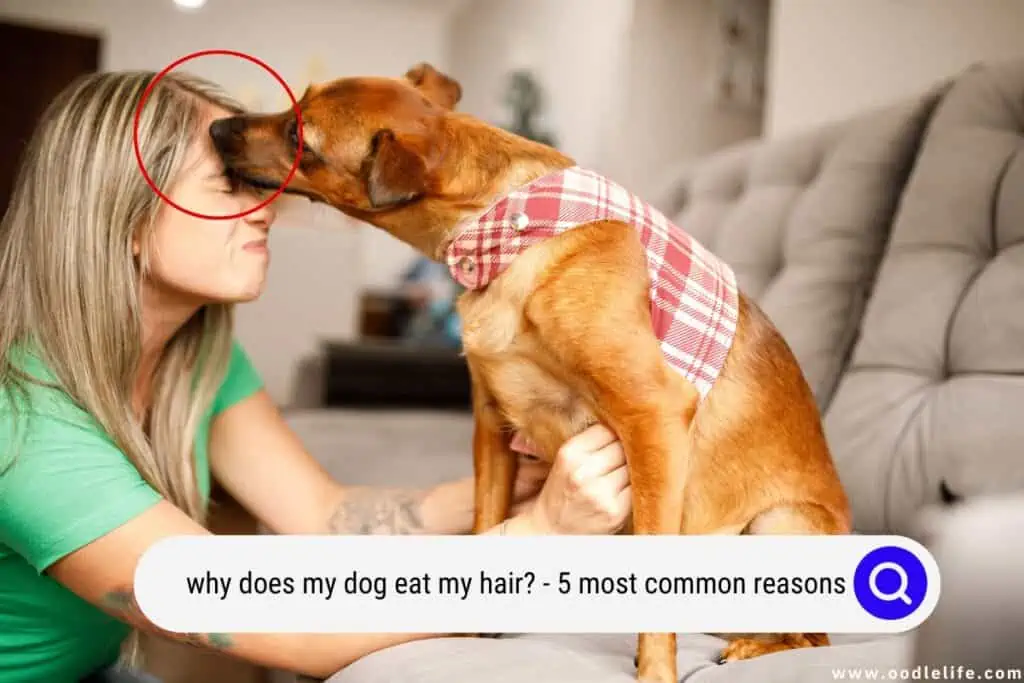 why does my dog eat my hair