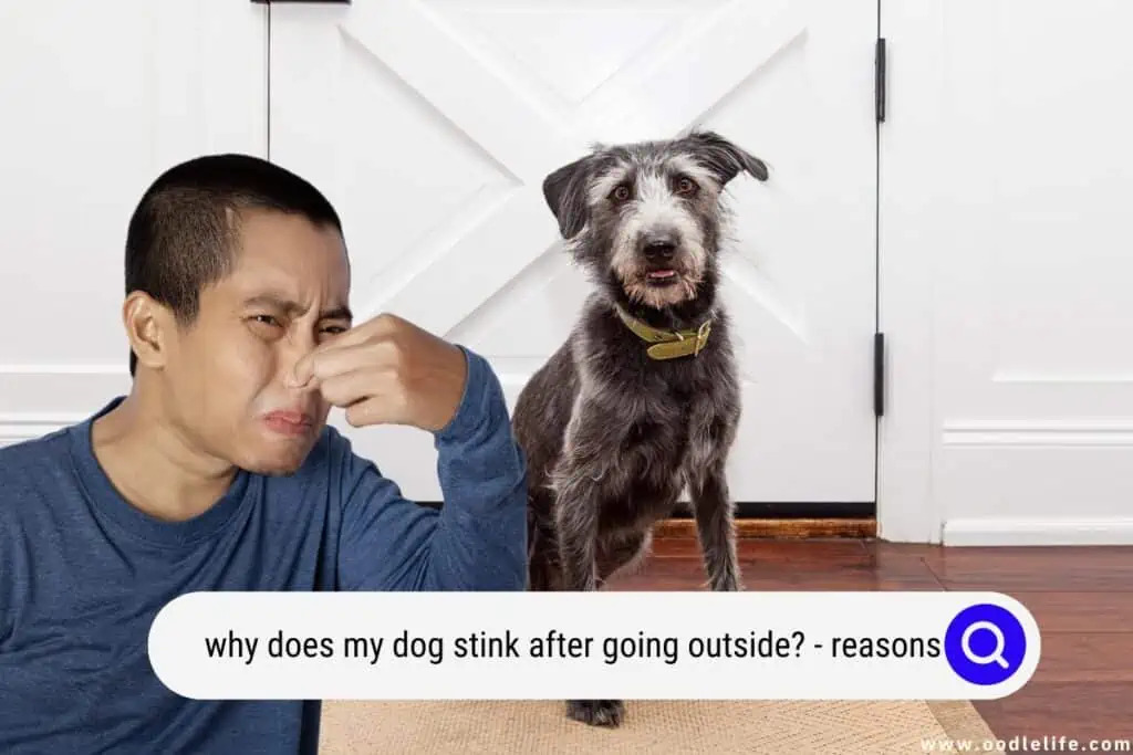 Why Does My Dog Stink After Going Outside? (Reasons) Oodle Life