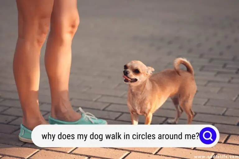 Why Does My Dog Walk In Circles Around Me?