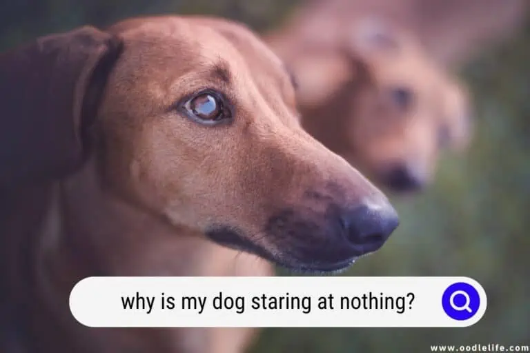 Why Is My Dog Staring At Nothing? [Explained]