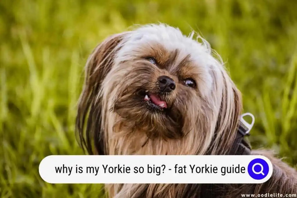 why is my Yorkie so big