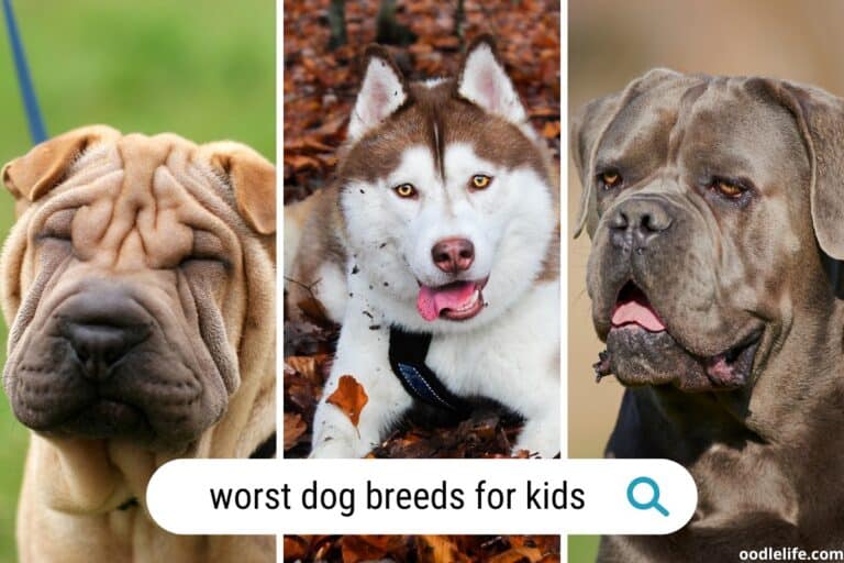 21 Worst Dogs for Kids (with Photos): Which Breeds to Avoid for Your Family?