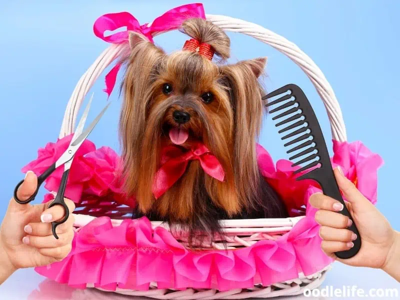 Yorkie and grooming tools