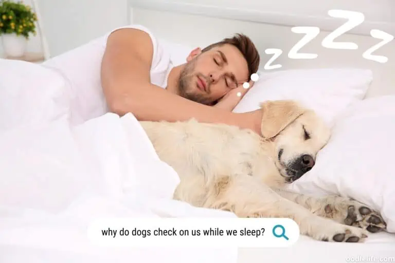 Why Does My Dog Check On Me When I’m Sleeping? [Protection or Dominance?]