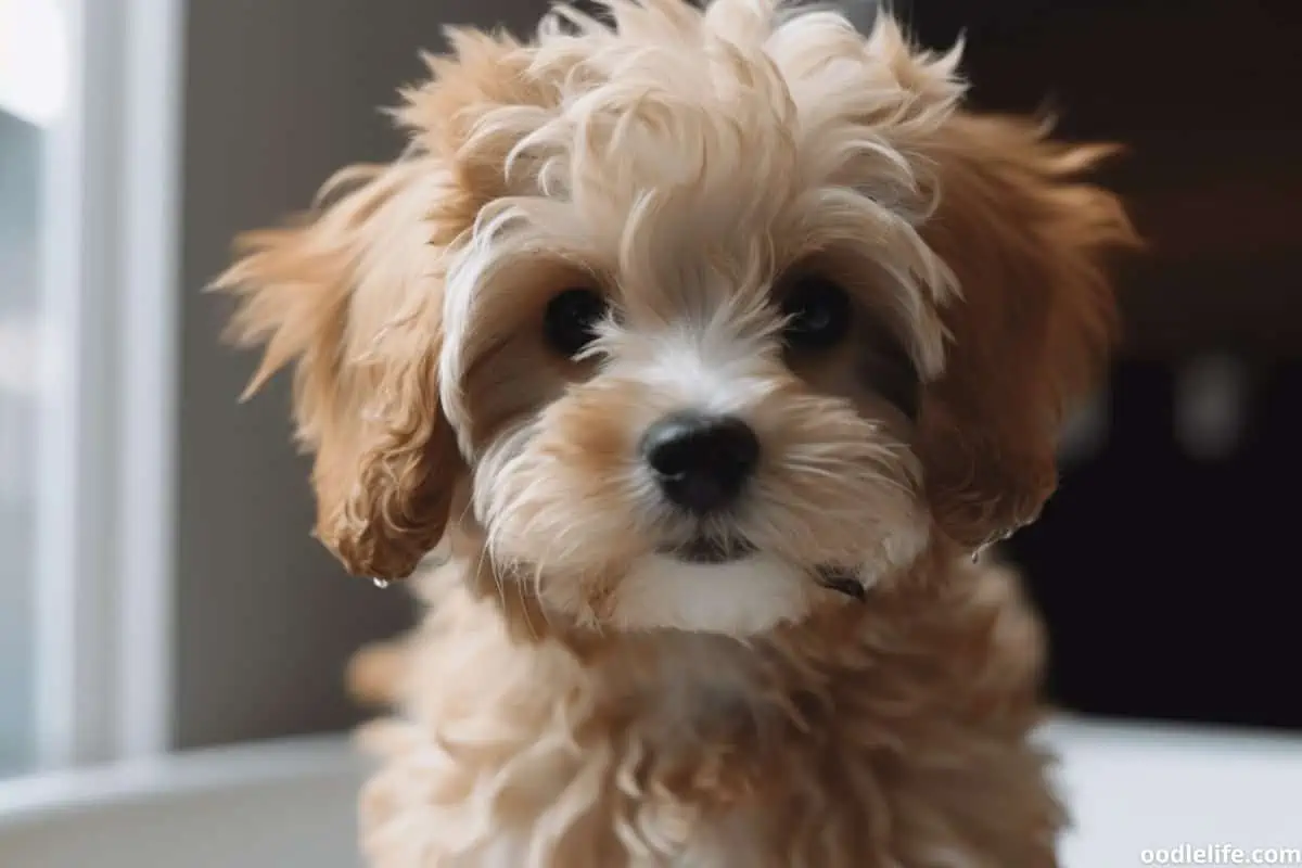 Up close and personal with an Apricot and Cream Maltipoo