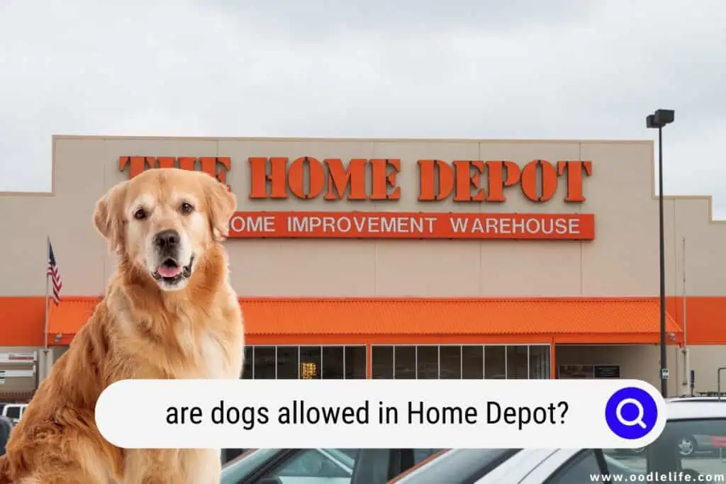 are dogs allowed in Home Depot