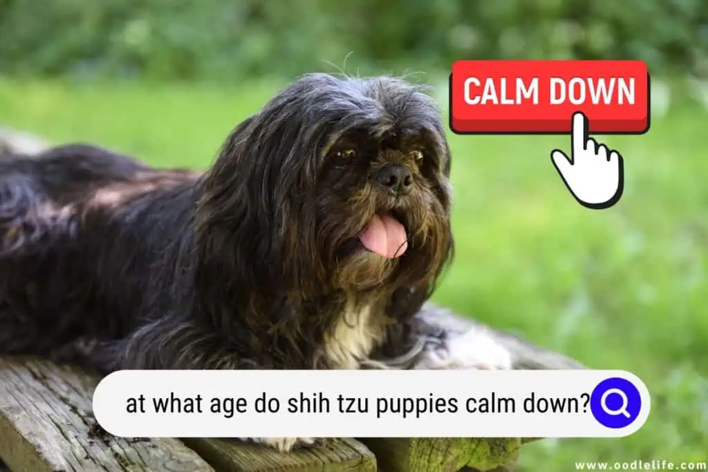 at what age do Shih Tzu puppies calm down