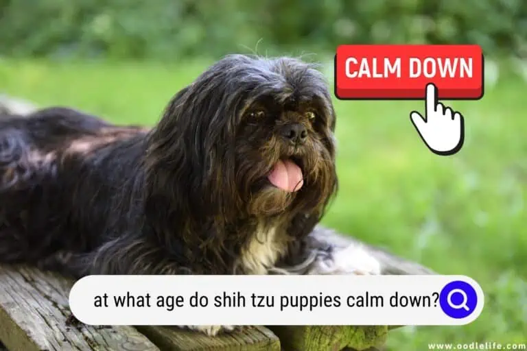 At What Age Do Shih Tzu Puppies Calm Down? 