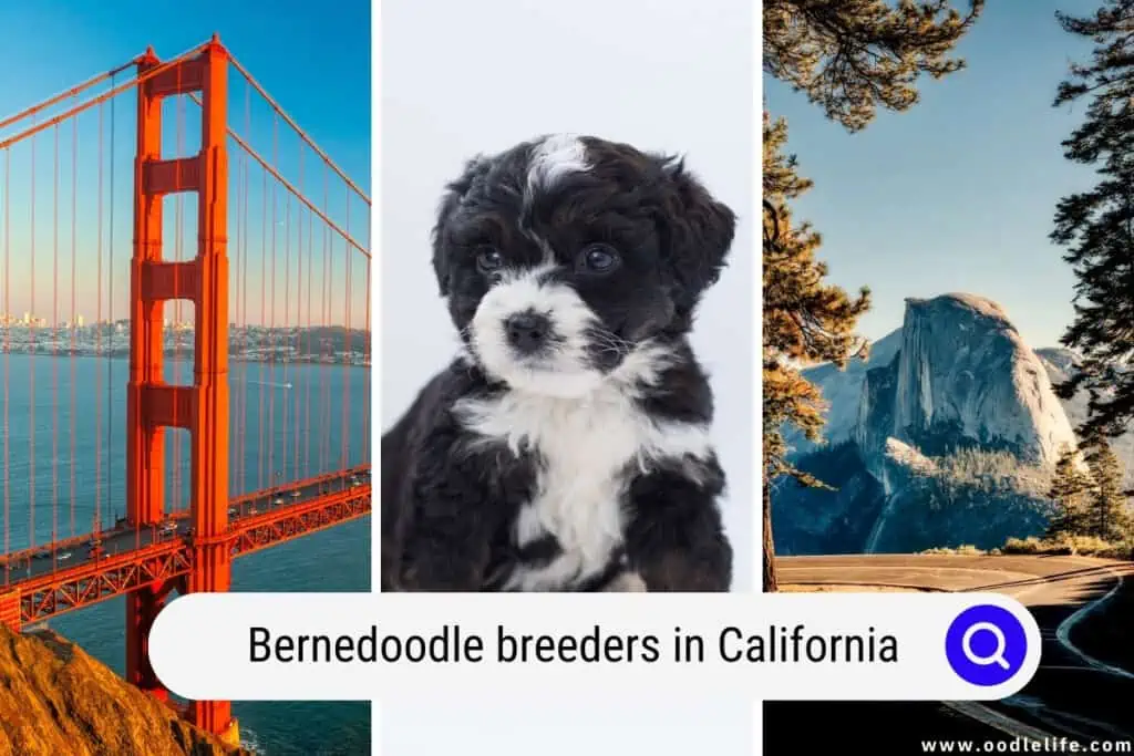 Bernedoodle breeders in California