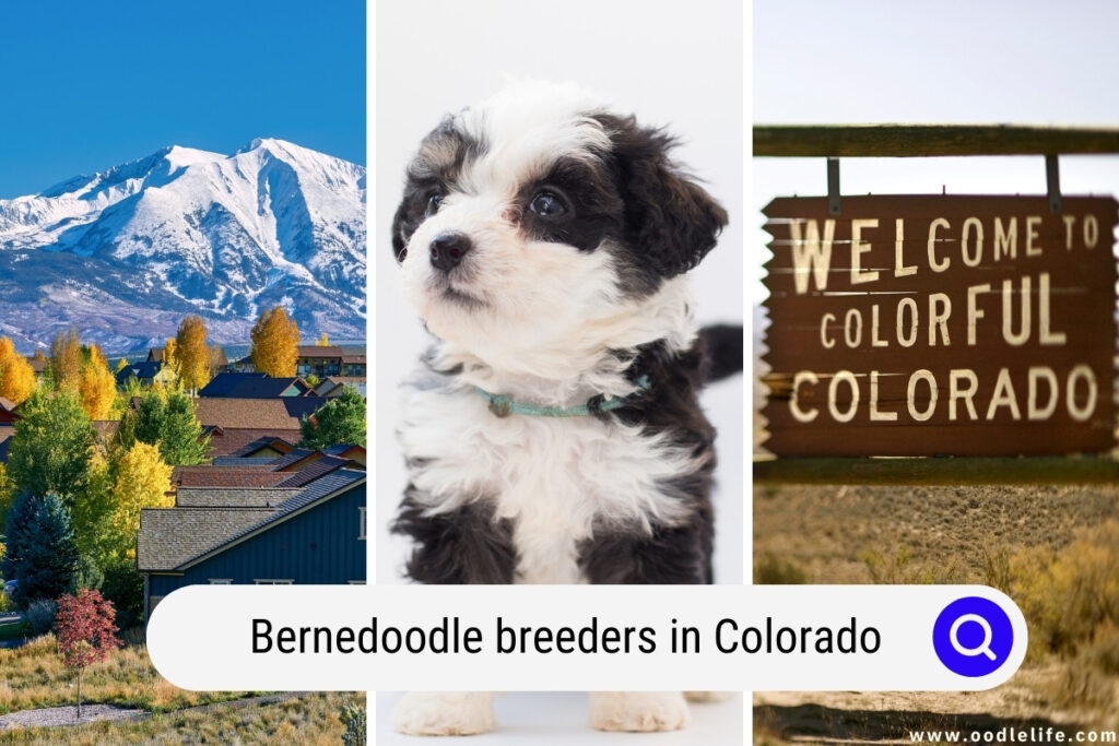 Bernedoodle breeders in Colorado