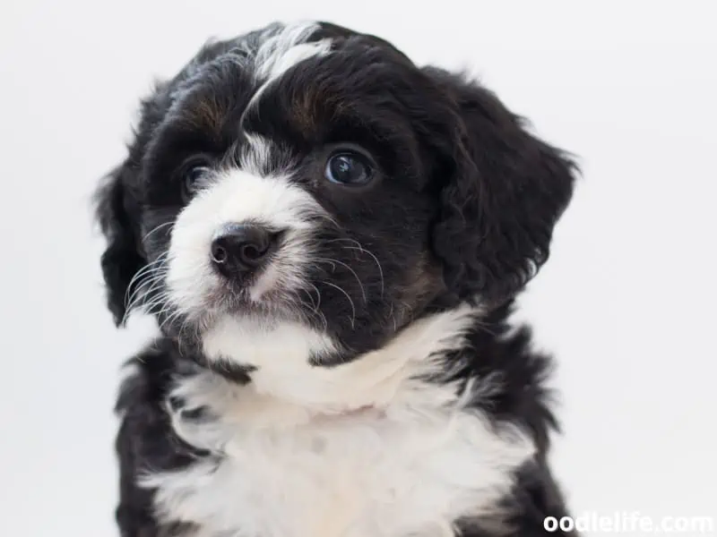 Bernedoodle close up shot