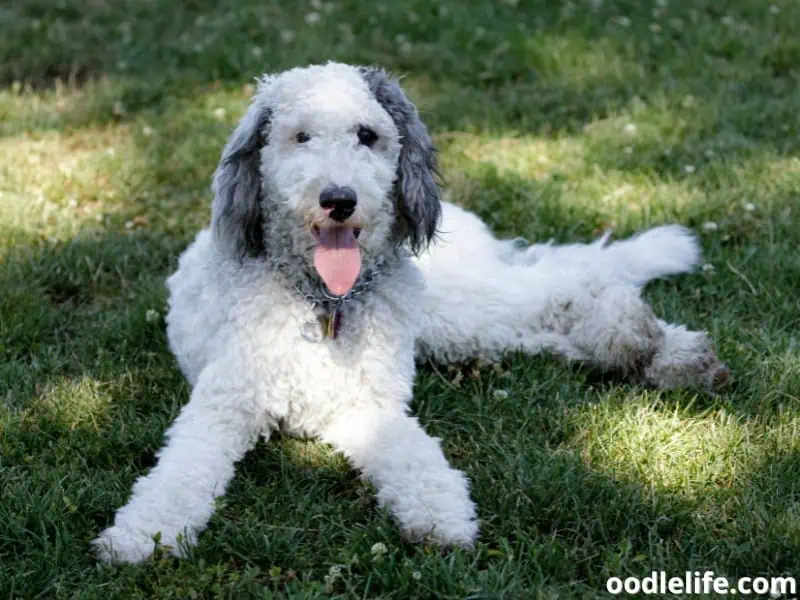 Bernedoodle with distinct colors
