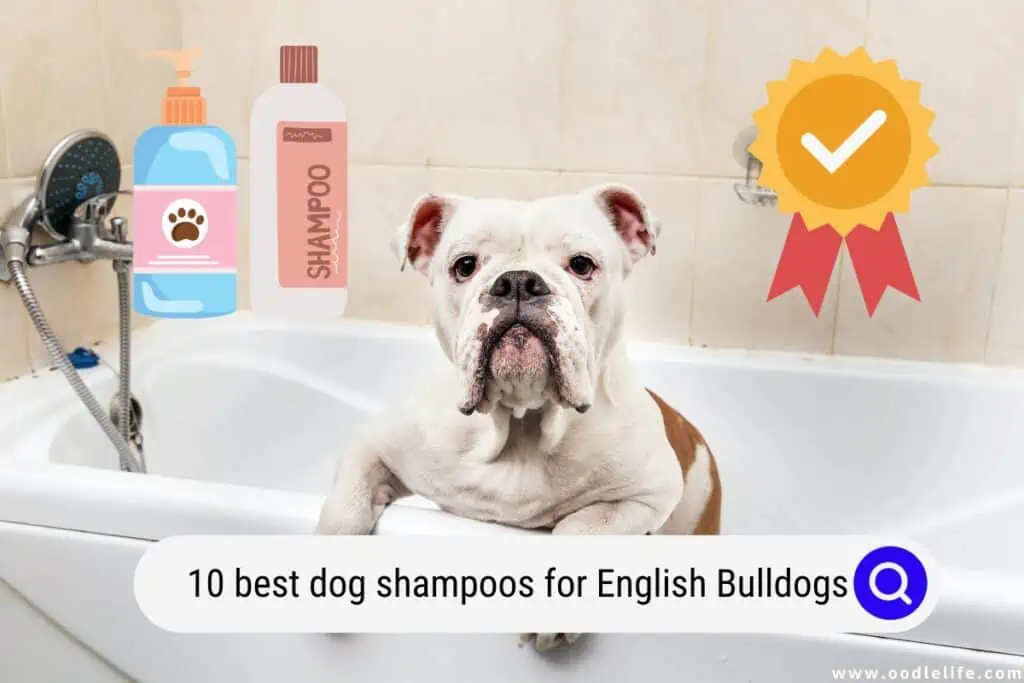 best dog shampoos for English Bulldogs
