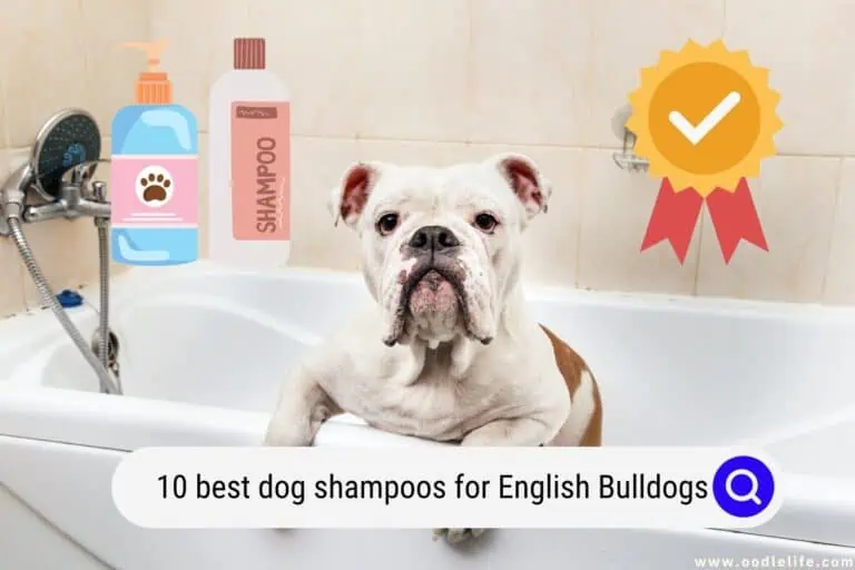 7 Best Dog Shampoos for English Bulldogs in 2024