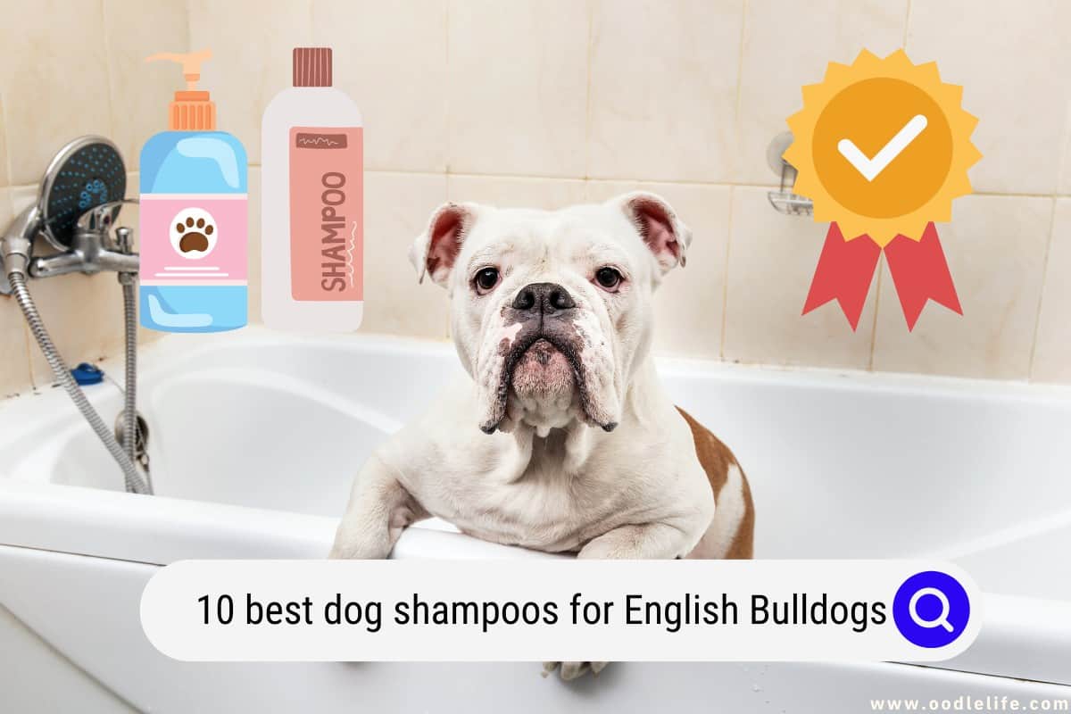 7 Best Dog Shampoos For English Bulldogs In 2024 OodleLife®