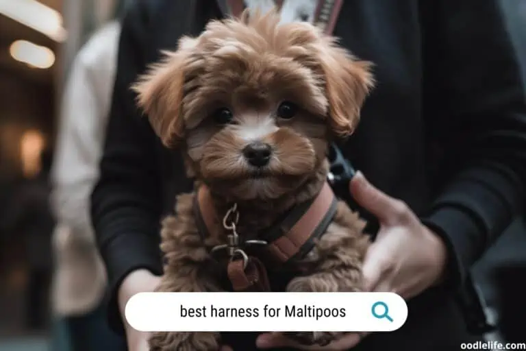 6 Best Dog Harness for Maltipoo Dogs (2023 Update) Budget and Quality