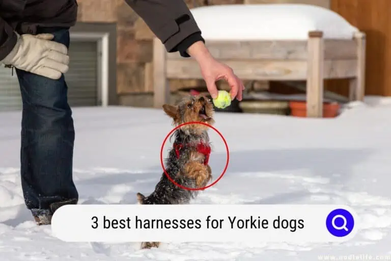 The 3 Best Harnesses for Yorkie Dogs (2025)