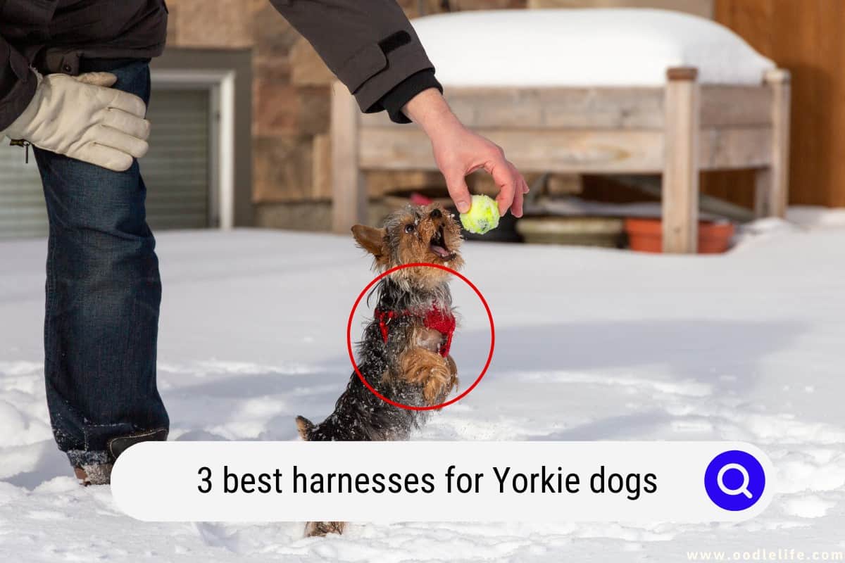 The 3 Best Harnesses For Yorkie Dogs (2024) OodleLife®