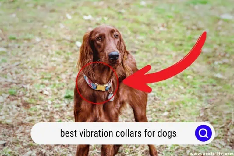 The 5 Best Vibration Collars for Dogs (2023)