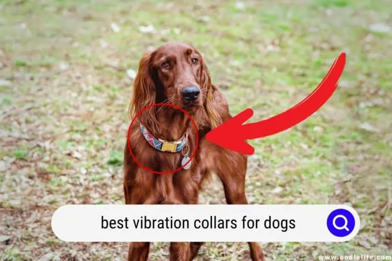 The 5 Best Vibration Collars for Dogs (2025)