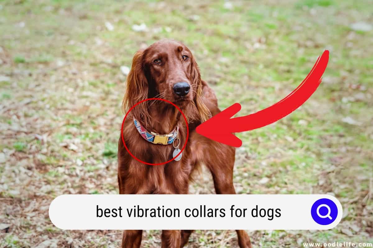 The 5 Best Vibration Collars For Dogs (2024) OodleLife®