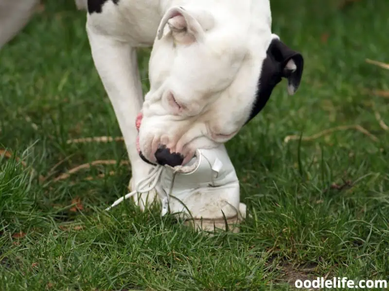 big dog chews a shoe