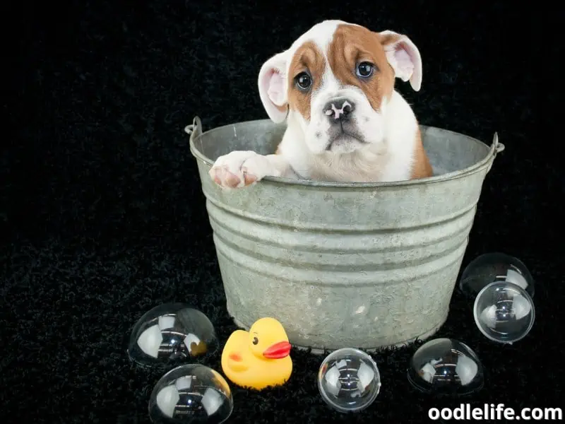 Bulldog in a bucket