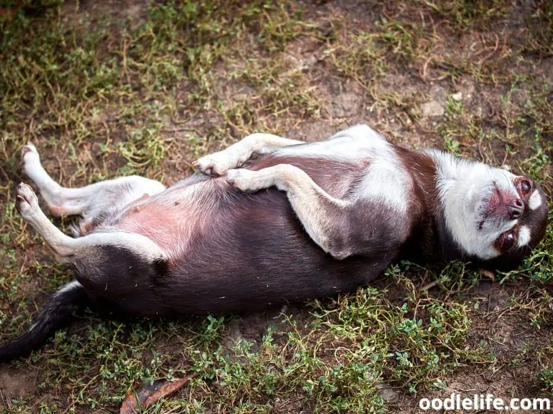 Chihuahua lies on her back