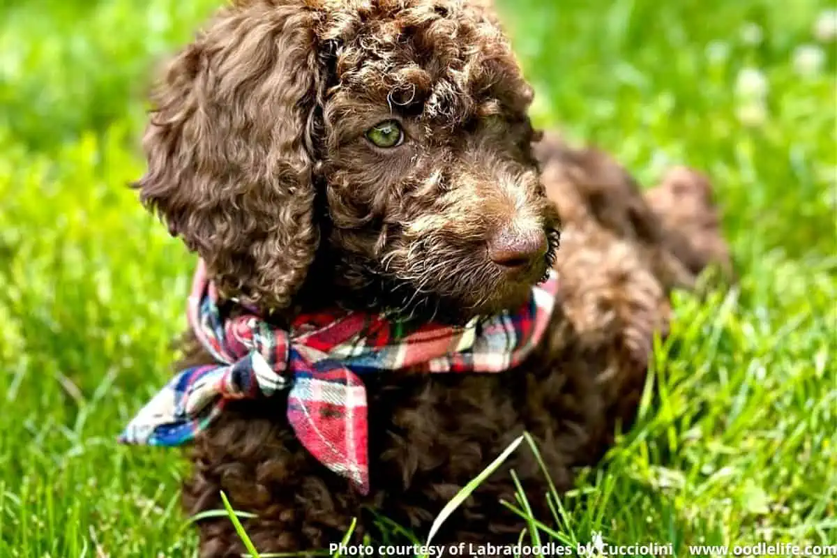 Gorgeous soft Labradoodle coat. Photo courtesy of Labradoodles by Cucciolini in Ontario.