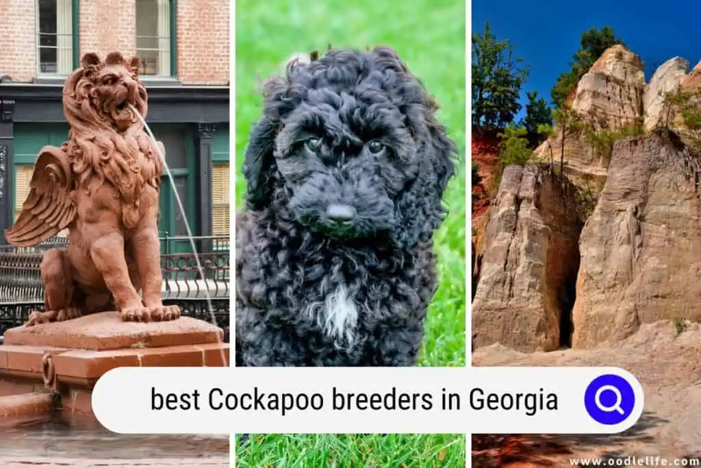 Cockapoo breeders in Georgia