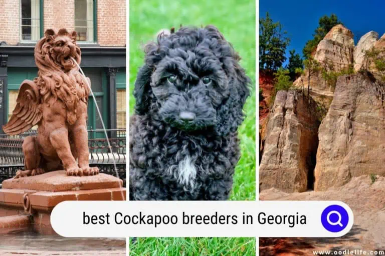 Best Cockapoo Breeders in Georgia (2024 Update)