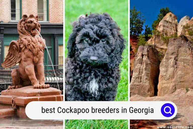 Best Cockapoo Breeders in Georgia (2025 Update)